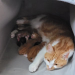 Ginger and calico kittens