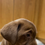 Rare green eyes chocolate labrador 