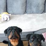 READY NOW rottweiler puppies