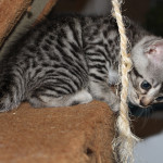 5 STUNNING PURE BENGAL KITTENS FOR SALE