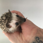 Pygmy hedgehog baby ready today - can deliver 