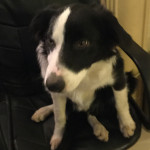 6 month old male border collie looking for a new, loving home