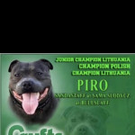 Champion piro staffordshire bull terrier pups 