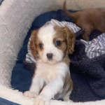 Gorgeous Cavalier King Charles Spaniel puppies for sale