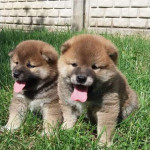 Shiba Inu puppies, 5 weeks old on the photos. Two adorable boys available for you