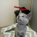 Russian blue kittens ready to collect 