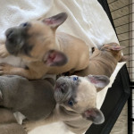French Bulldog Puppies 