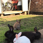8 beautiful baby rabbits / bunnies