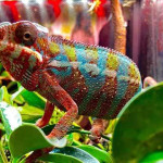 Chameleons, dragons, turtles