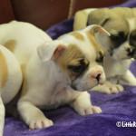 Frengle puppies for sale