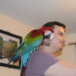 Parrot for sale with Package not for novice bird keeper