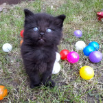 3x fluffy kittens :-)