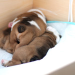 Very Healthy and gorgeorse English Bulldog Pups Good-To-Go