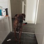 Female staffy greyhound 