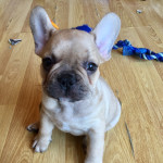 French Bulldog pups, chunky and true to breed