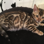 Stunning Bengal Boy Available