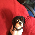 Cavalier king Charles spaniel, goes by the name Charlie, £450, COLLECTION ONLY, Stunning little boun…