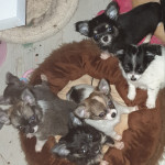 Kc reg chihuahua puppies available end of July. Fully vaccinated, chipped. Confident, playful little…