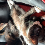 2 female kittens for sale