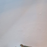 Collared lizard