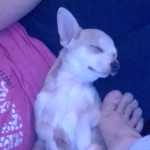 Chihuahua puppy for sale 