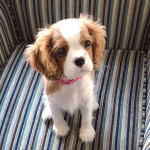 Cavalier King Charles Puppies