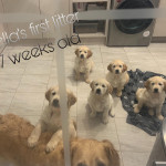 Pure Breed Golden Retriever 