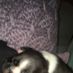 2 female Boston terriers for sale