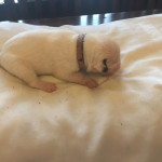 KC Registered English Bull Terrier Puppies