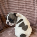 Ukc registered French bulldog puppies available for new homes