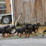Championship Dobermann Puppies