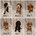 Beautiful cockerpoo litter 