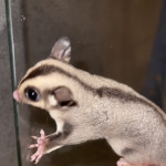 1 male 100% het leu sugar glider joey