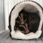 Two male sugar gliders and cage