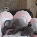 Blue whippets