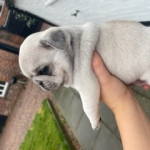 Outstanding Pug Puppies For Sale