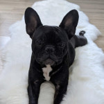Female KC french bulldog for sale 