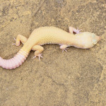 Female Ember 33% Poss Het Blizzard Leopard Gecko