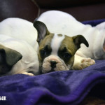 French Bulldog 3/4 Puppies for sale