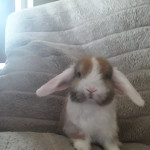 Baby mini lop (ready to reserve)