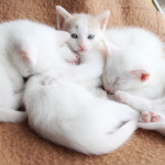 Gorgeous white female kittens