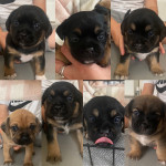 Beautiful F1 puggles 
