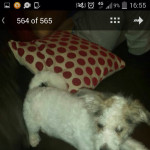 Female Bishon with jack Russell 