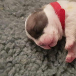 French bulldogs 1 male/ 2 Girls.