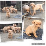 Red/Golden Labrador pups 