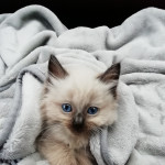 Ragdoll kittens
