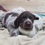 Beautiful German Shorthair Pointer Puppies