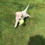 Labrador puppies for sale yellow and black