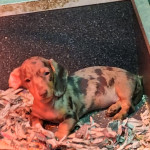 Multiple carrier puppy dashhounds for sale