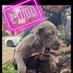 12week old xl bulldog 